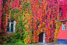 Parthenocissus With Red And Yellow Autumn Leaves On A Wall