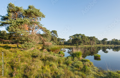 Fotografie, Obraz Scots pine at the banks of a natural pond