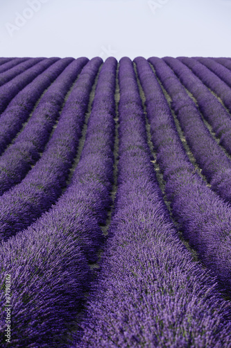 Naklejka dekoracyjna fields of blooming lavender flowers (Provence, France) 