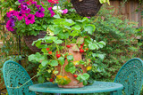 Fototapeta  - Terracotta planter with ripe strawberries