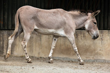 Somali Wild Ass (Equus Africanus Somaliensis).