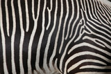 Fototapeta Konie - Grevy's zebra (Equus grevyi), also known as the imperial zebra.