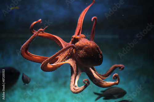 Common octopus (Octopus vulgaris). Wallpaper Mural