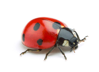 Ladybug isolate on white background