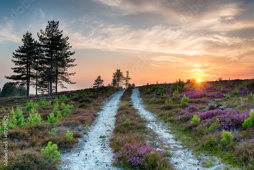 Naklejka dekoracyjna Sunset at Stoborough Heath