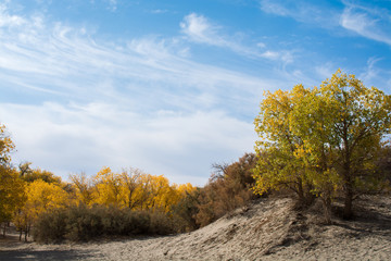 Wall Mural - Poplar trees in autumn season with yellow leaves and white cloud