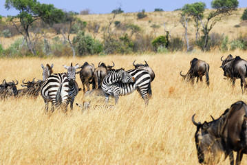 Wall Mural - african wildlife