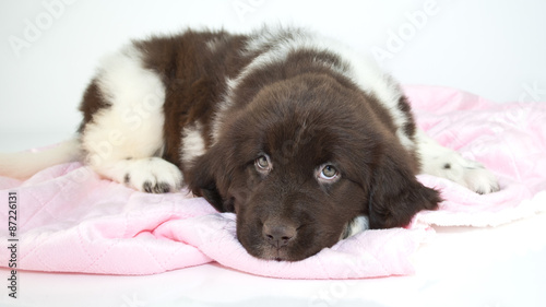 sleepy puppy comprar