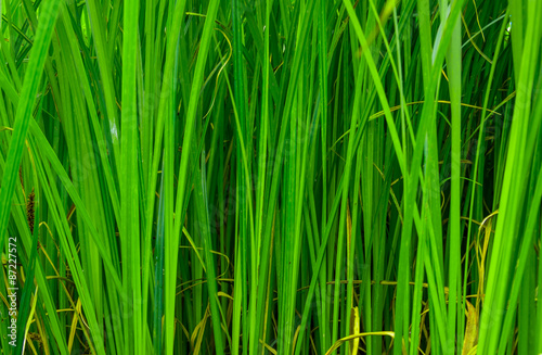 Fotomural Background good forest green sedge
