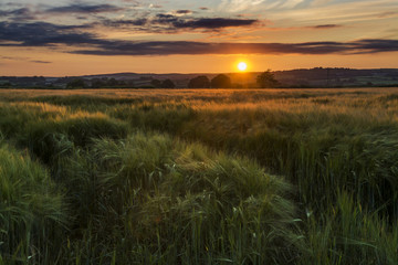 Wall Mural - sunset in the cornish barley fields, cornwall, uk