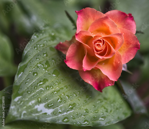 Get Roterose net HD Roterose Net