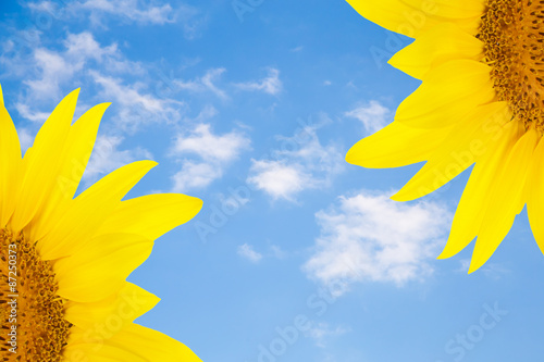 flower sunflower petals isolated white background for design