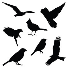 Bird Silhouette Illustration Set