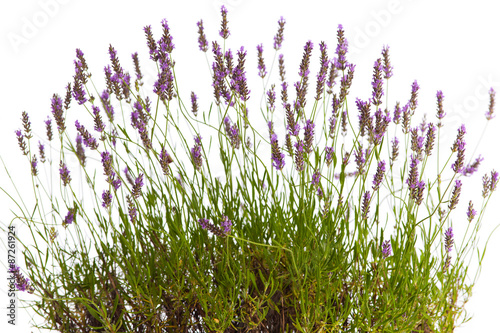Nowoczesny obraz na płótnie Blühender Lavendelstrauch vor weißem Hintergrund