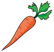 Carrot, a hand drawn vector illustration of a fresh carrot, isolated on a white background (editable).