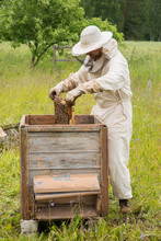 Beekeeper In His Apiary With Bees