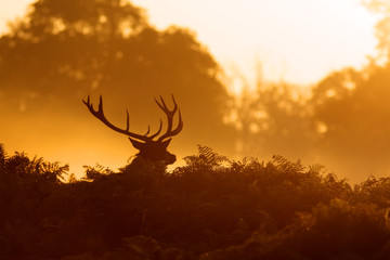 Wall Mural - a red deer stag in golden mist