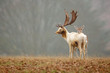 © bridgephotography - Fallow love, a doe rests her head on the back of a fallow deer buck