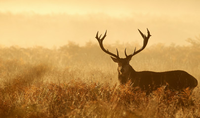Wall Mural - large red deer silhouette