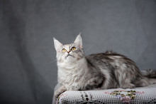 Silver Gray Maine Coon Cat