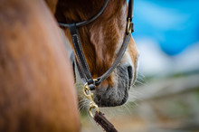 Horse Nose Closeup
