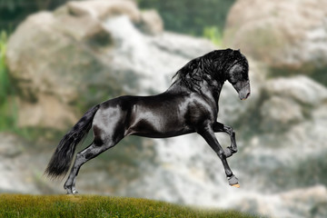 Canvas Print - black stallion runs between mountains