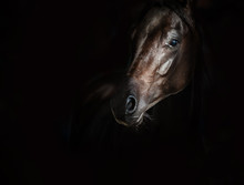 Black Arab Horse