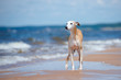 red whippet dog standing on the beach