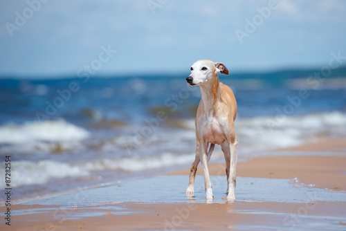 Cuadros en Lienzo red whippet dog standing on the beach