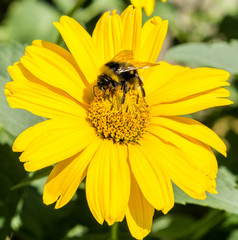 Bee collects pollen from yellow flowers perennial asters in the garden