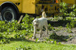 Bo, the big dog, is assisting the  tree surgeon operation. Owner is Ken Doss