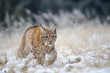 Eurasian lynx cub walking on snow with high yellow grass on background