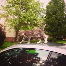 Cat On Cars Roof