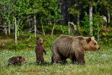 Wall Mural - mother bear and cubs