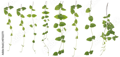 Fotomural Collected Merremia hederacea isolated on white background