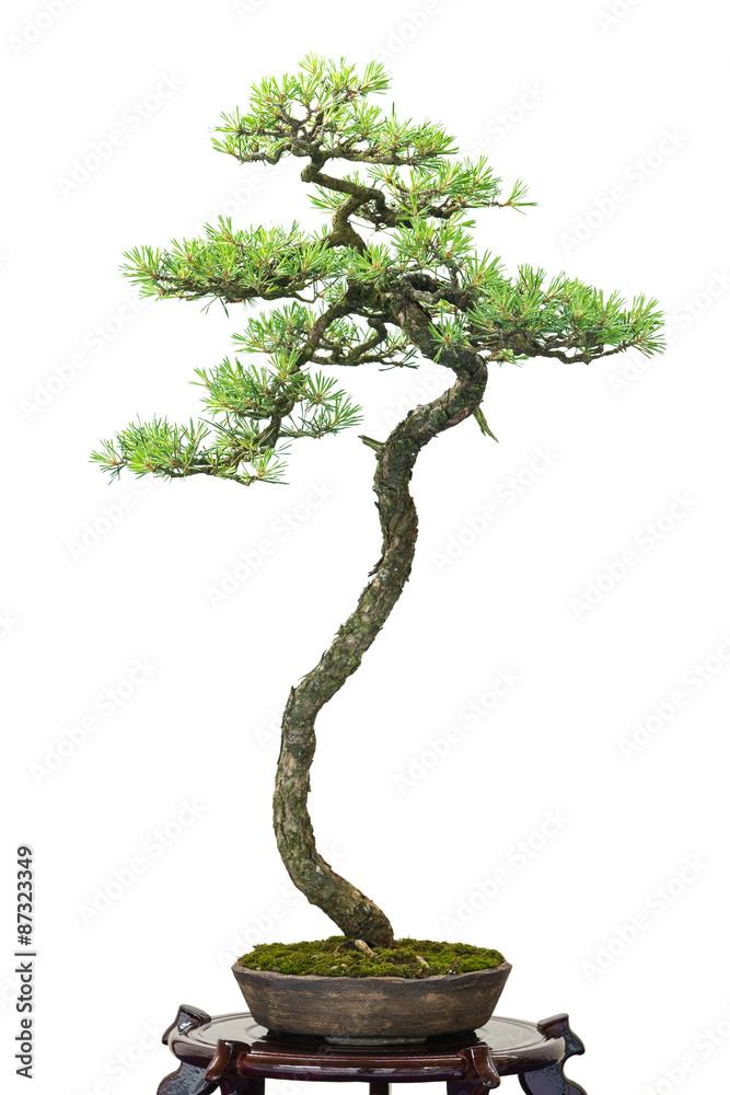 dracena winterhart Dracaena Marginata 'Dragon tree' — Dutch Growers Regina