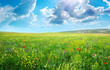 canvas print picture - Spring meadow of flowers