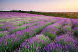 Fototapeta Kwiaty - Meadow of lavender.