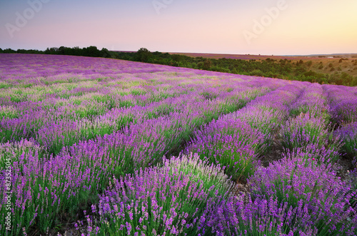 Naklejka na szybę Meadow of lavender.