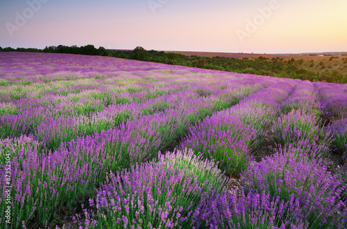 Naklejka na szafę Meadow of lavender.