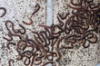 Many centipedes on the wall
