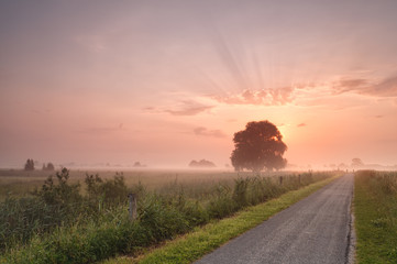 Wall Mural - misty summer sunrise over bike road