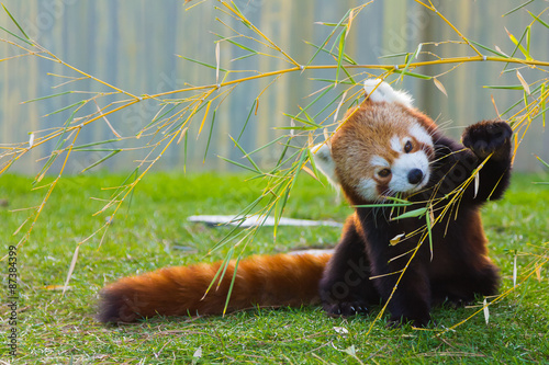 Cuadros en Lienzo The panda red or lesser panda (Ailurus fulgens)