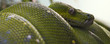green tree snake closeup
