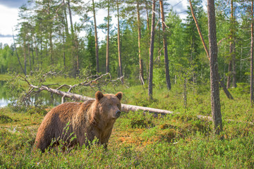 Wall Mural - brown bear in the forest on a summer evening