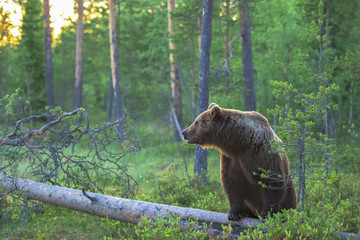 Wall Mural - brown bear in the forest on a summer evening