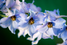 Wonderful Delphinium Blue Flowers