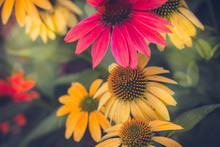 Colorful Cone Flowers
