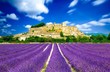 Provence - Lavender fields in France