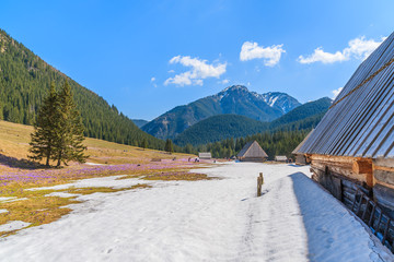 Wooden hut on pasture with blooming crocus flowers in Chocholowska valley, Tatra Mountains, Poland